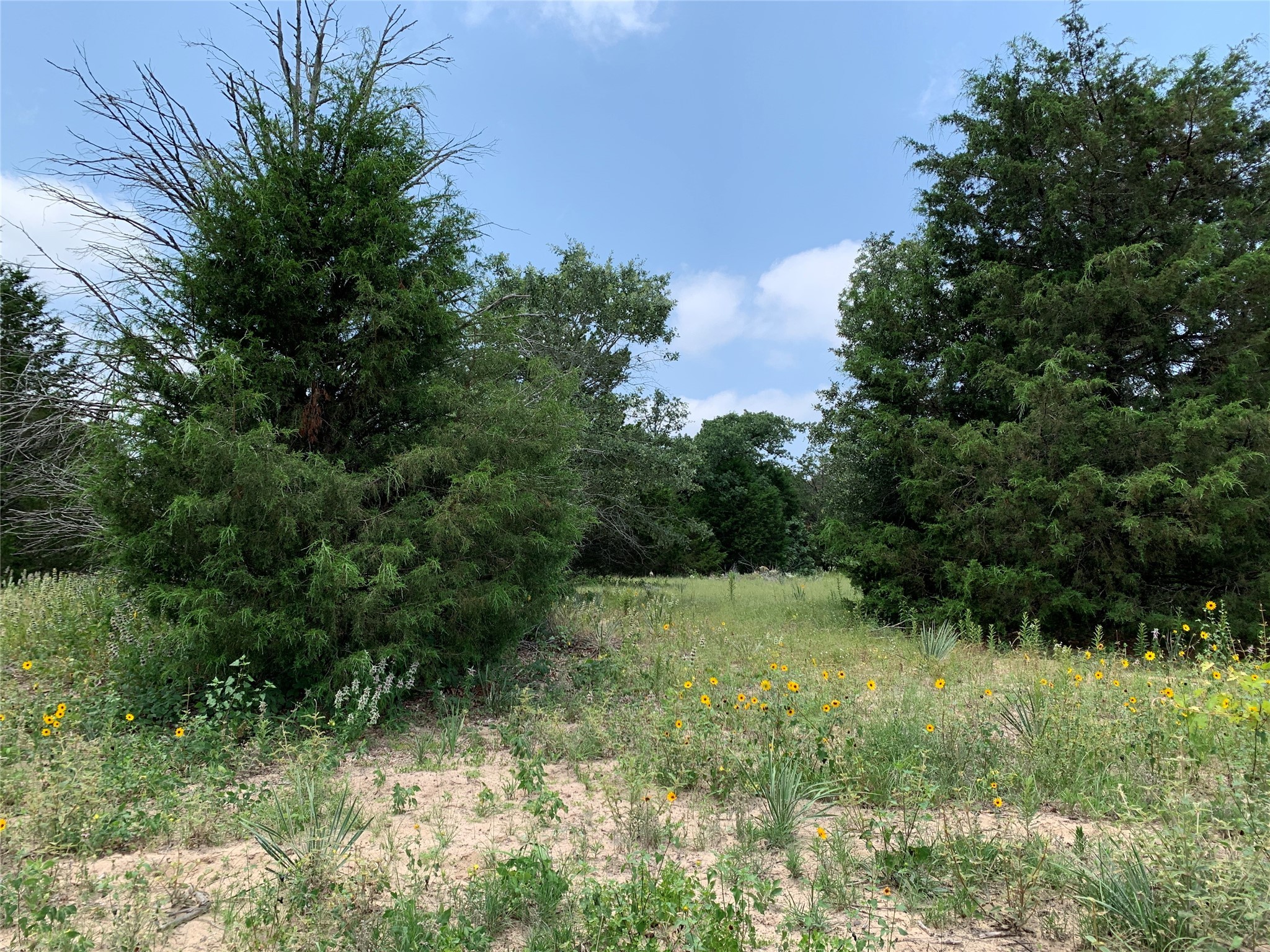 Tbd Hills Drive Athens TX 75751