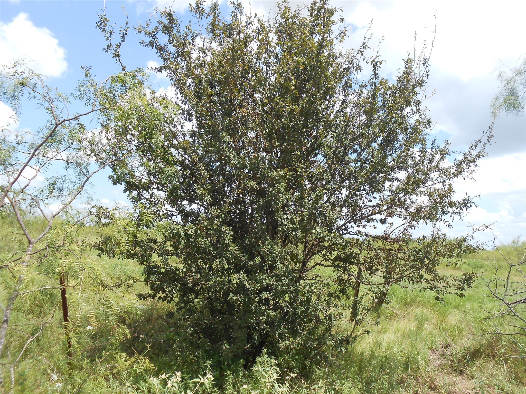 Tbd Lcr 156 Hubbard TX 76648