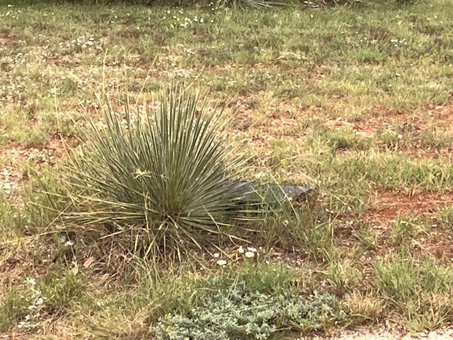 TBD1 County Road 405 Merkel TX 79536