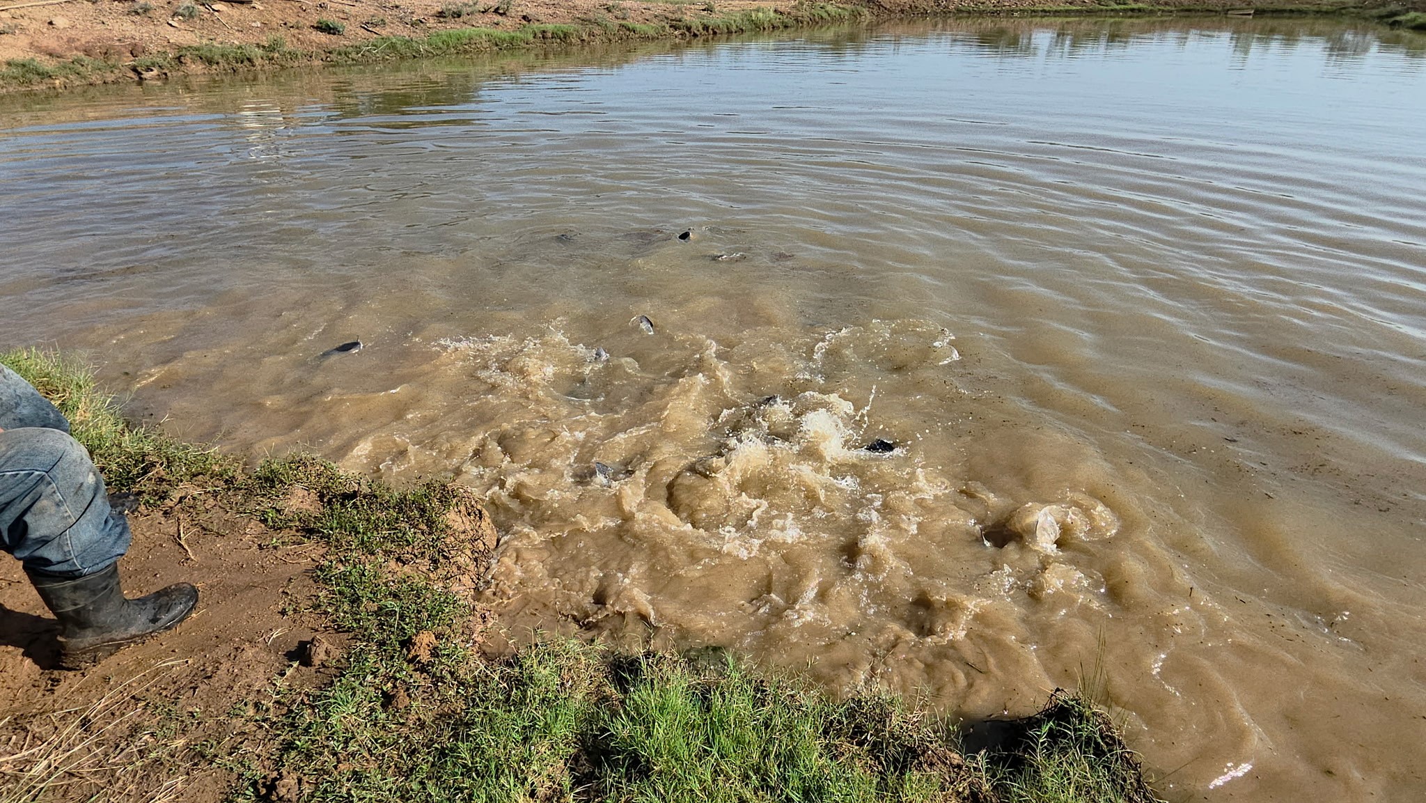 11437 Fm 1176 Santa Anna TX 76878