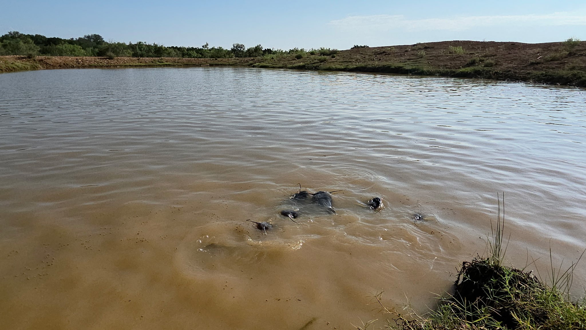 11437 Fm 1176 Santa Anna TX 76878