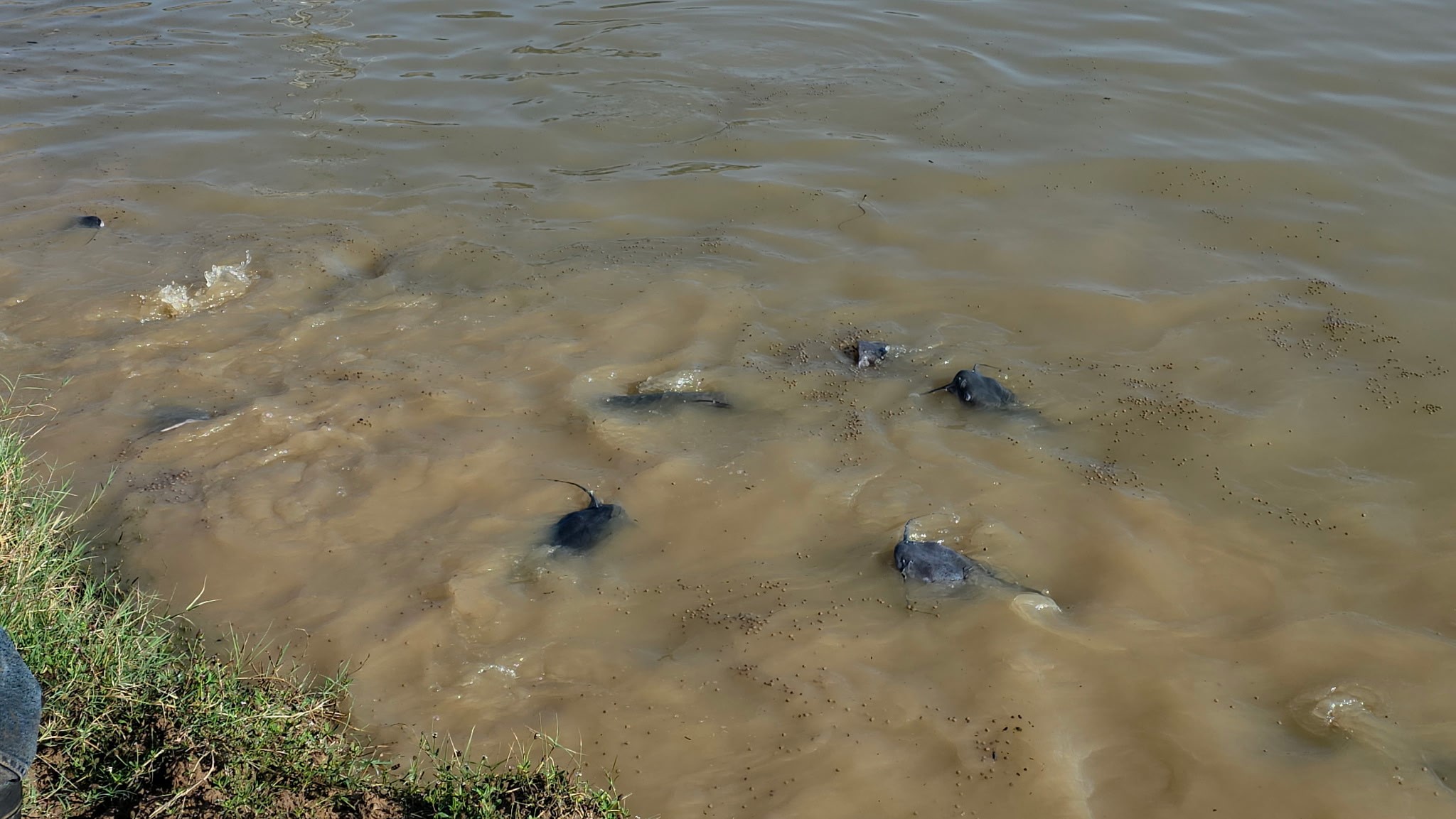 11437 Fm 1176 Santa Anna TX 76878