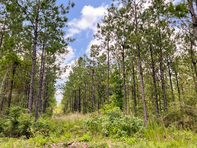0 T-8 County Road 1425 Woodville TX 75979