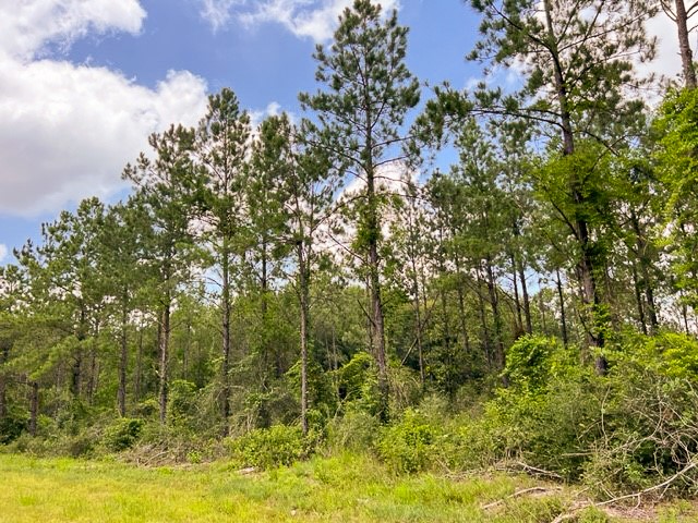 0 T-8 County Road 1425 Woodville TX 75979