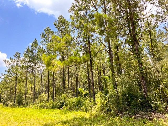 0 T-8 County Road 1425 Woodville TX 75979