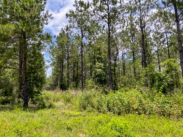0 T-8 County Road 1425 Woodville TX 75979