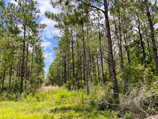 0 T-8 County Road 1425 Woodville TX 75979