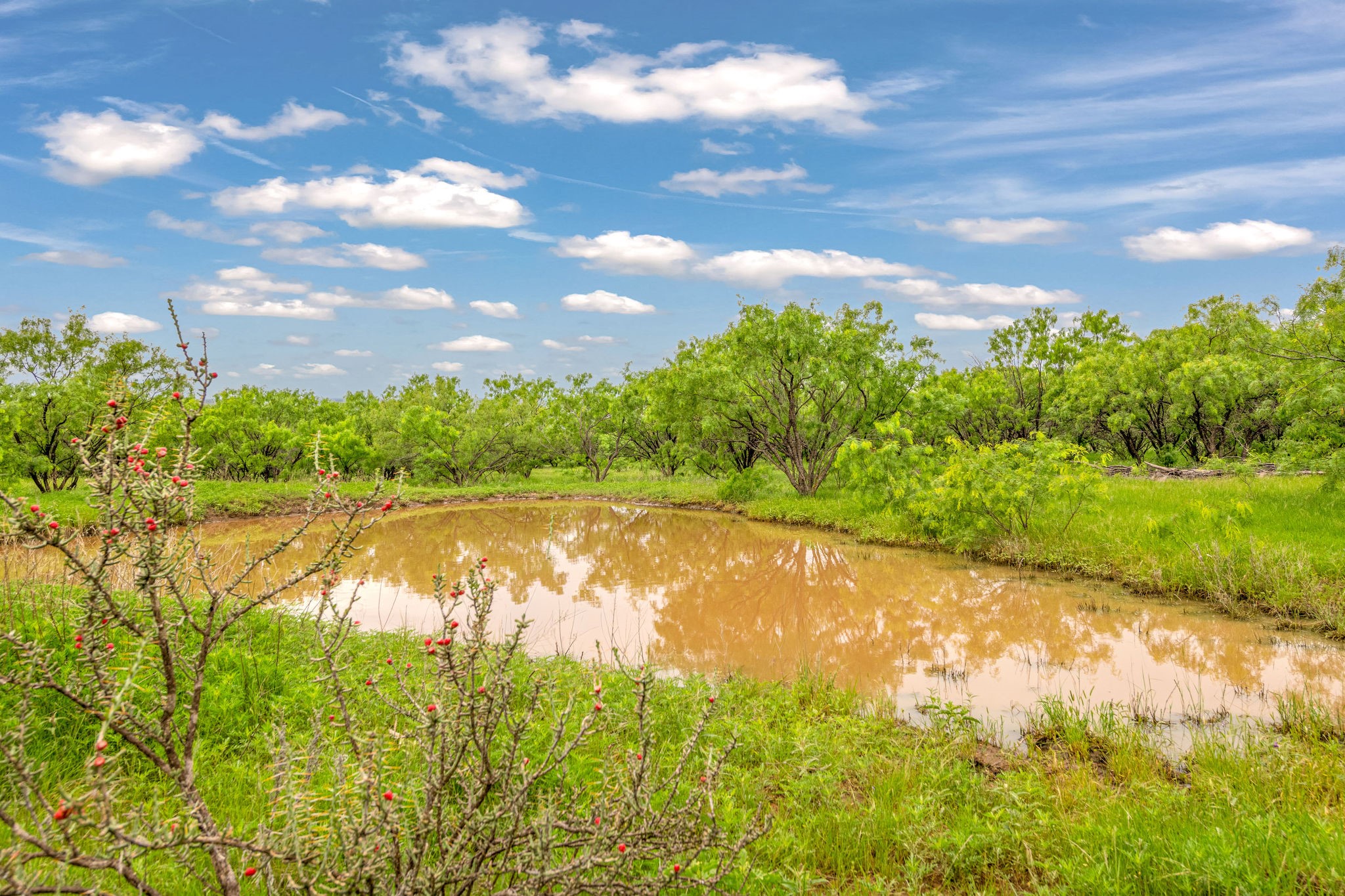 Tbd Cr 133 Moran TX 76464