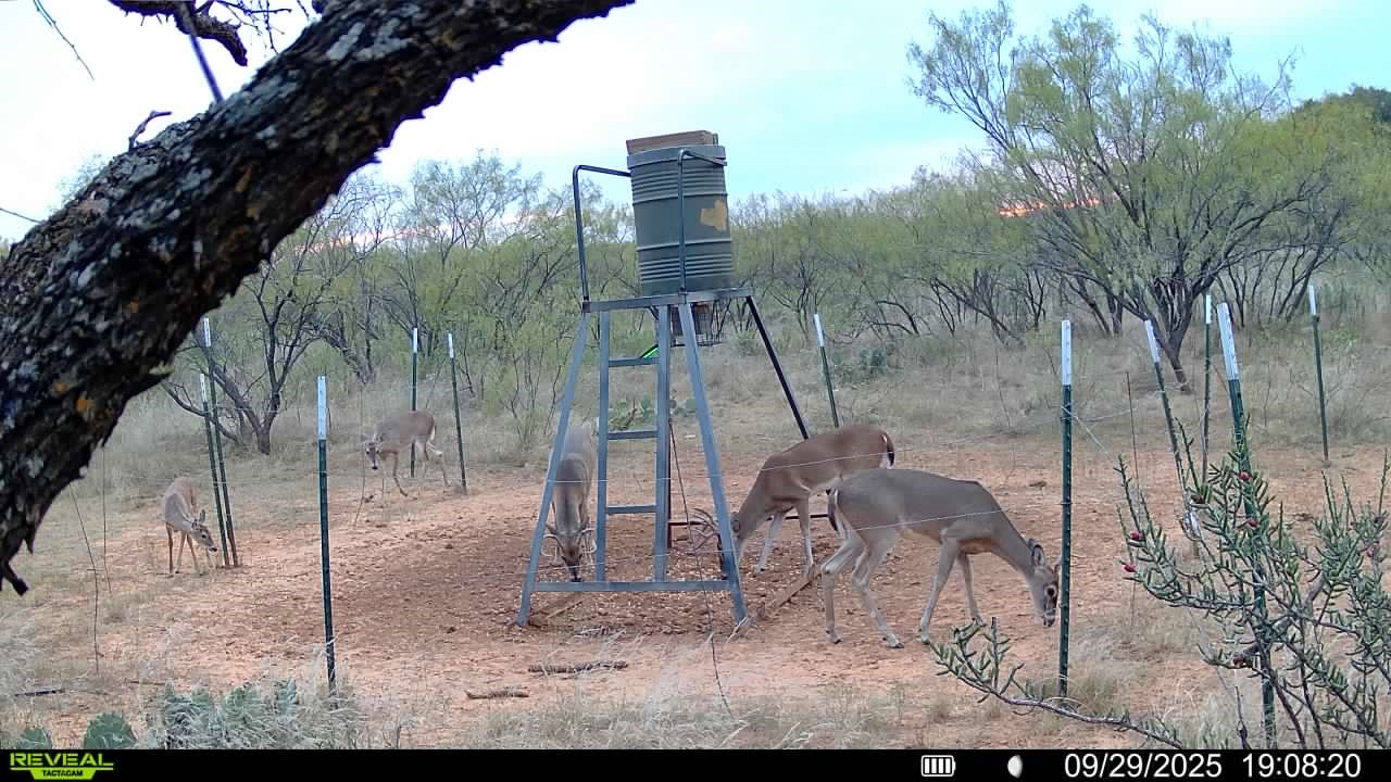 Tbd Cr 133 Moran TX 76464