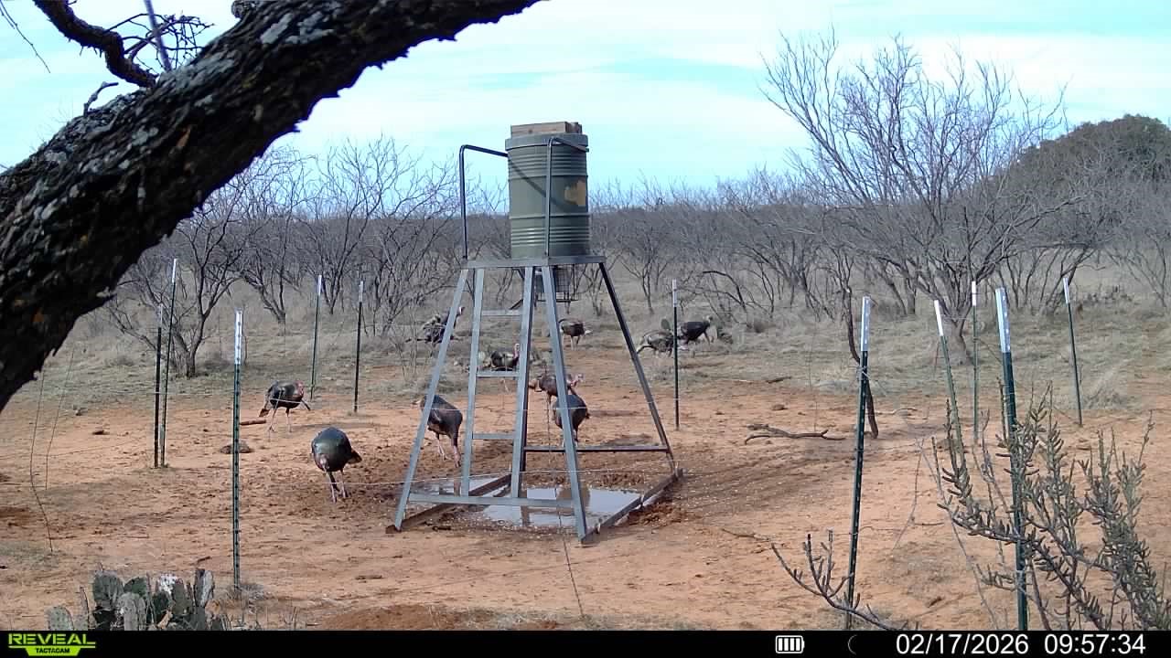 Tbd Cr 133 Moran TX 76464