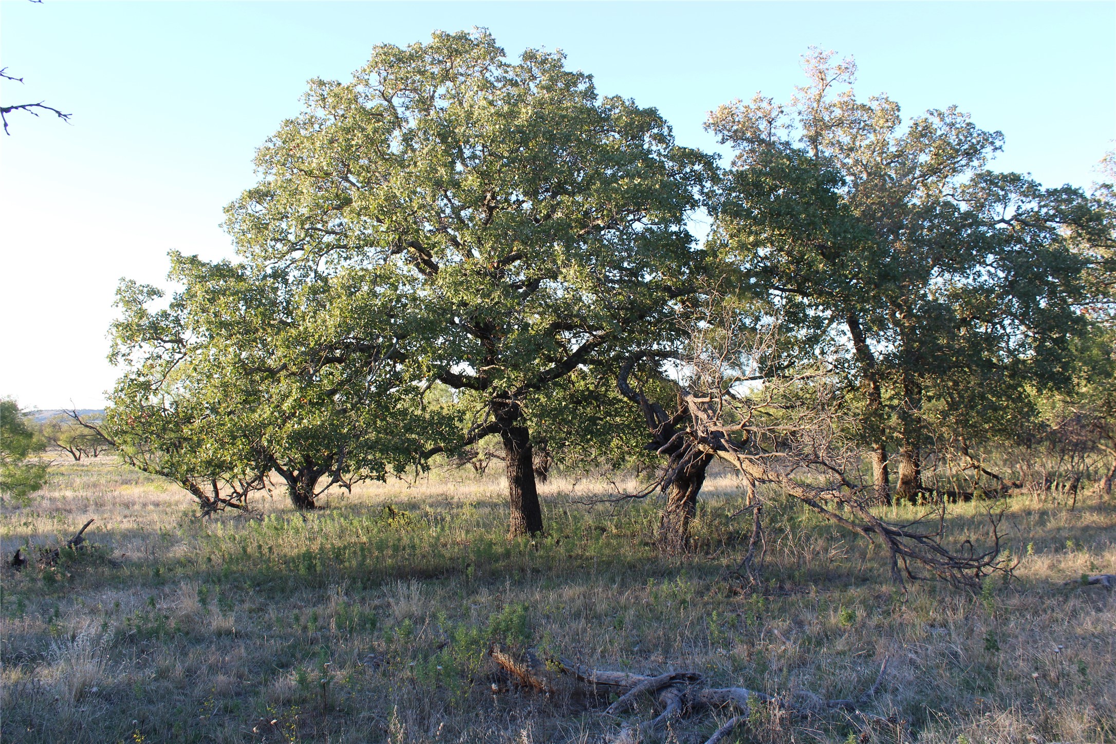 151 Ac Tbd W Highway 114 Jermyn TX 76459