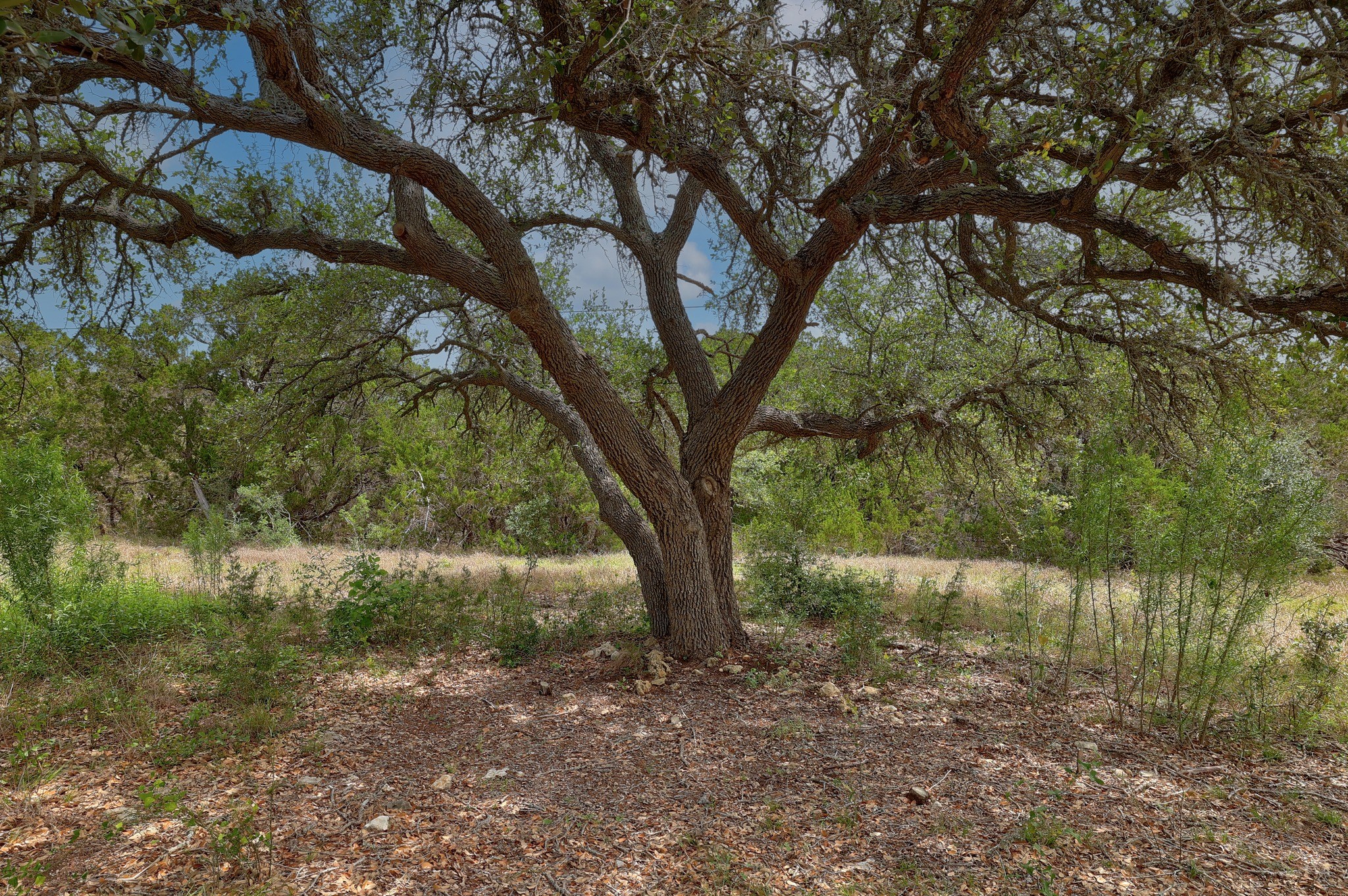 1400 Panther Creek Road Driftwood TX 78619