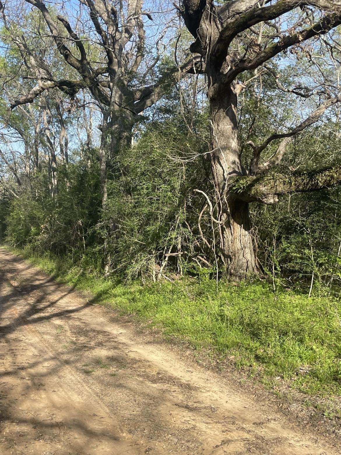 Tbd Fm 542 Road Oakwood TX 75855