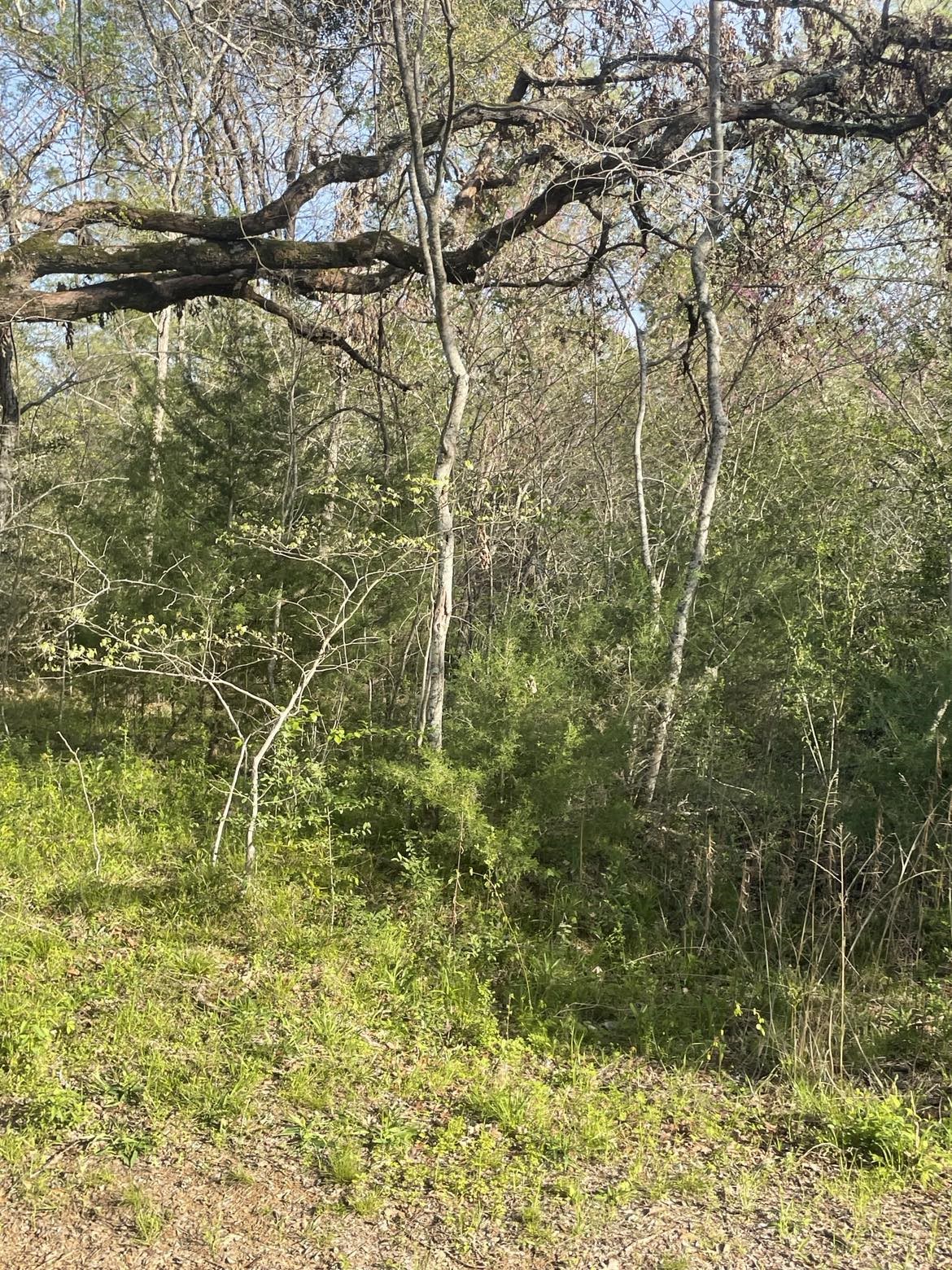 Tbd Fm 542 Road Oakwood TX 75855