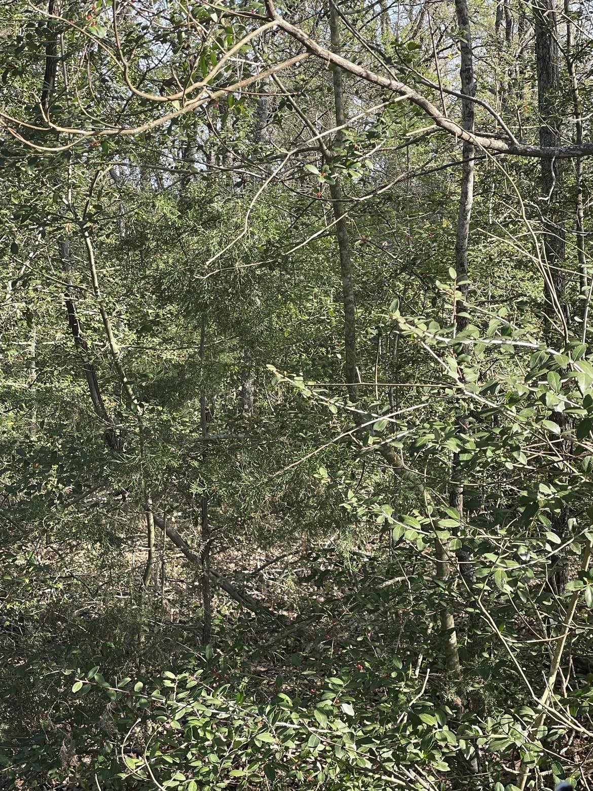 Tbd Fm 542 Road Oakwood TX 75855