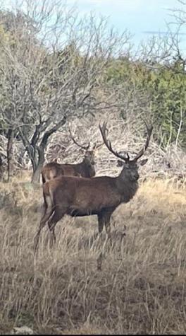 Lot 175 Heartleaf Drive Lampasas TX 76550