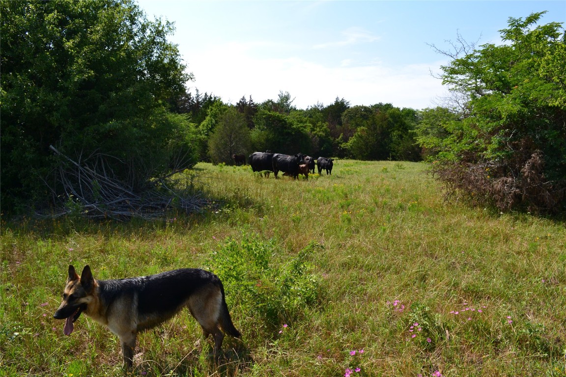 Tbd County Road 2244 Road Quinlan TX 75474