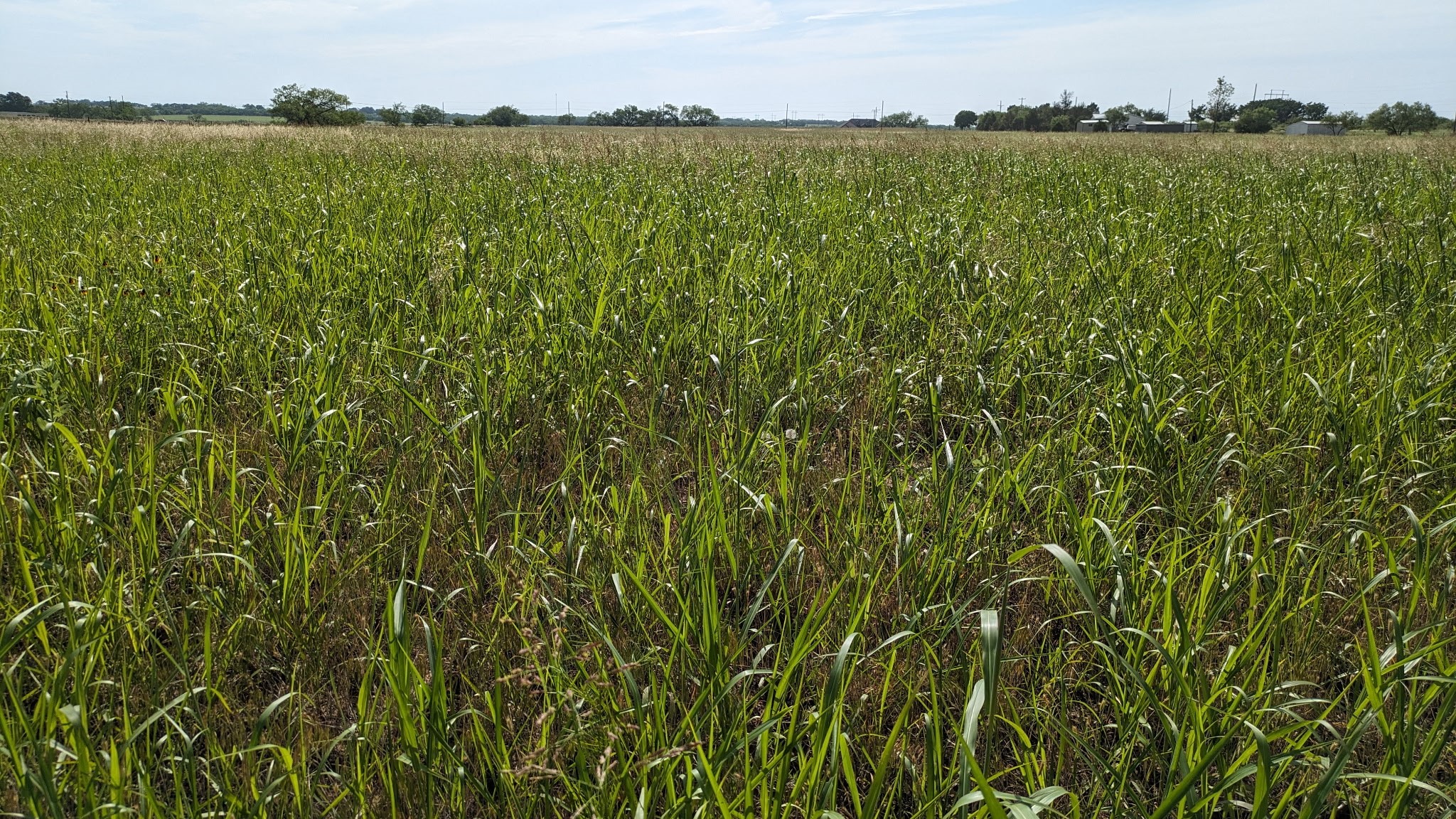 TBD4 Cr 223 Clyde TX 79510