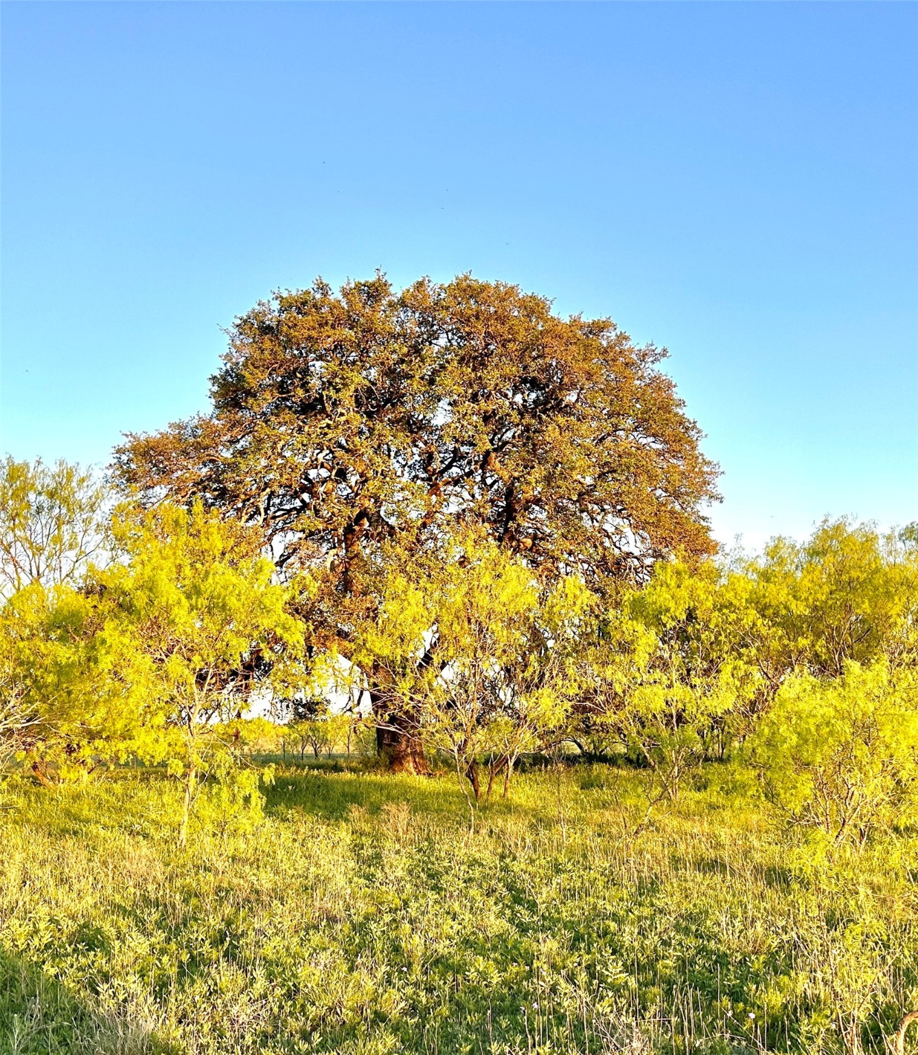 1868 Highway 84 W Mullin TX 76864