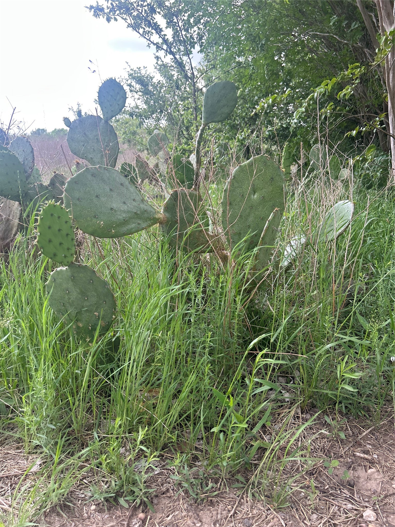 Tbd Hcr 3352 Hubbard TX 76648