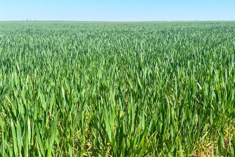Tbd County Rd 81 S Vernon TX 76384