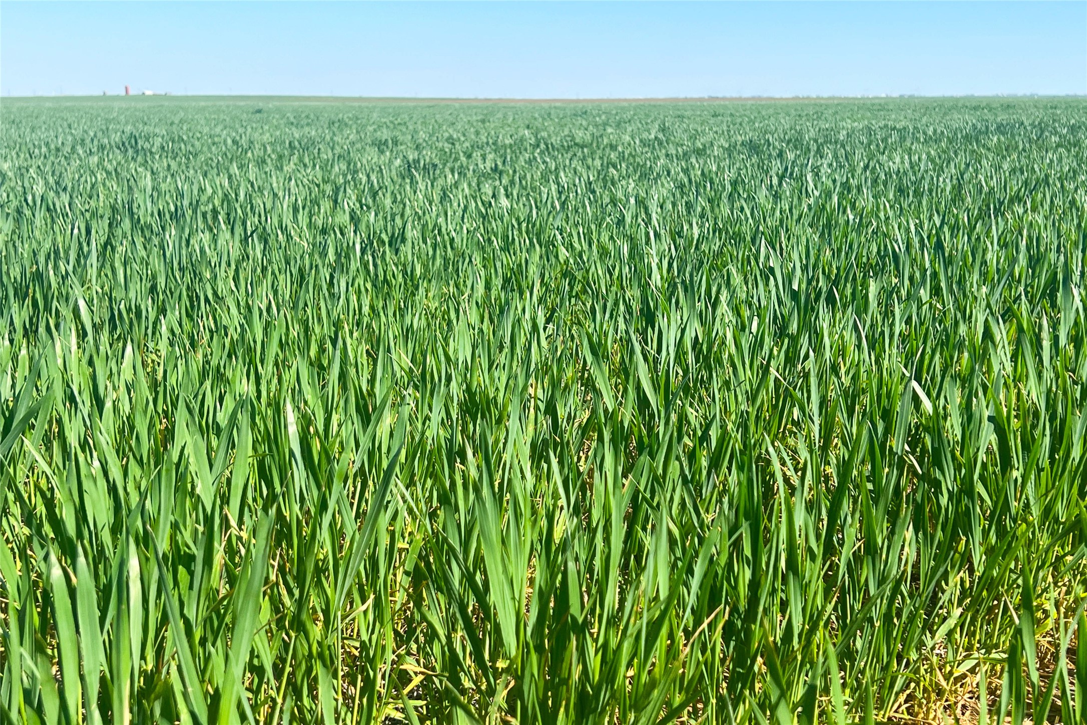 Tbd County Rd 81 S Vernon TX 76384