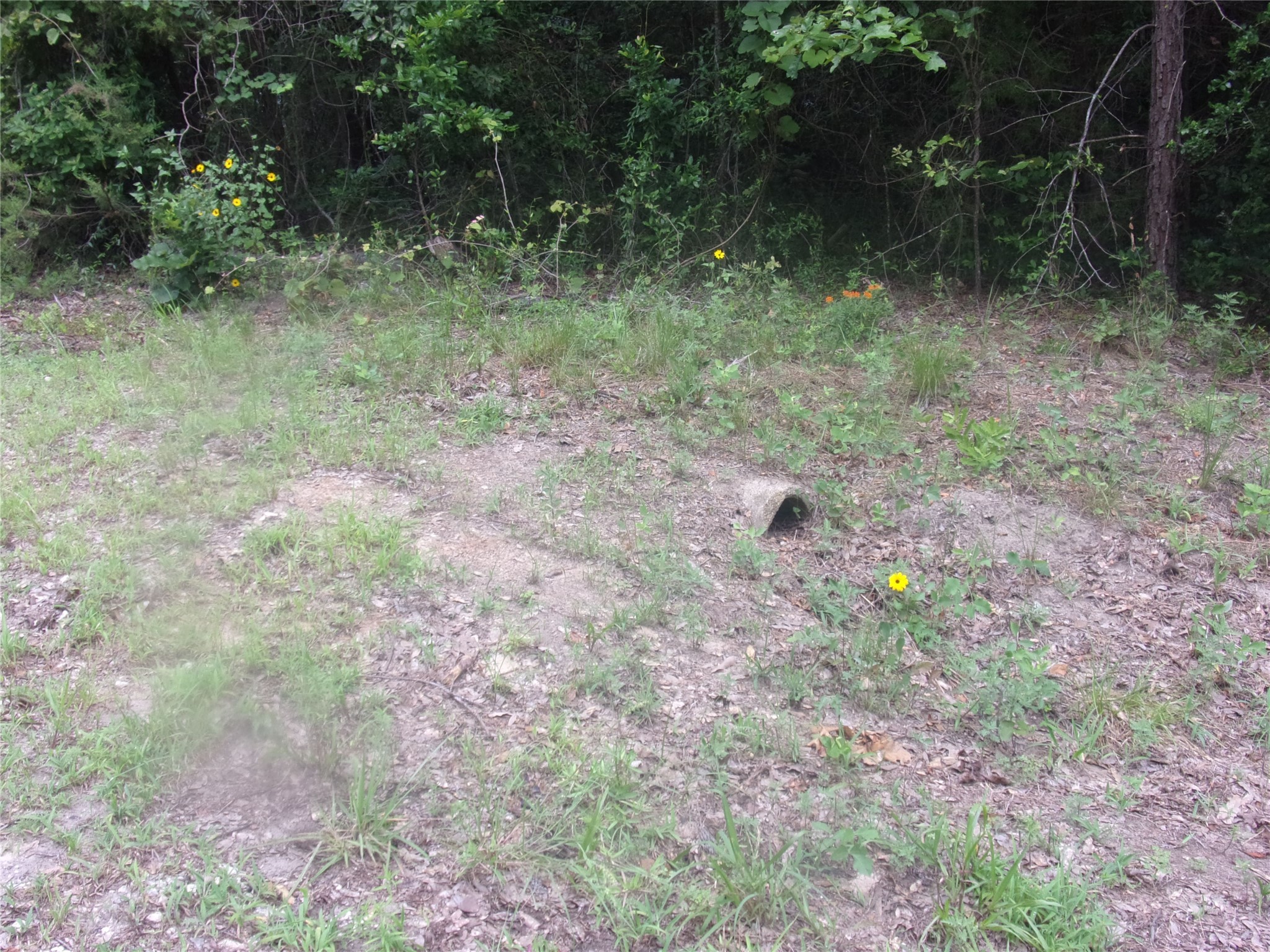 Tbd Holly Glen Murchison TX 75778
