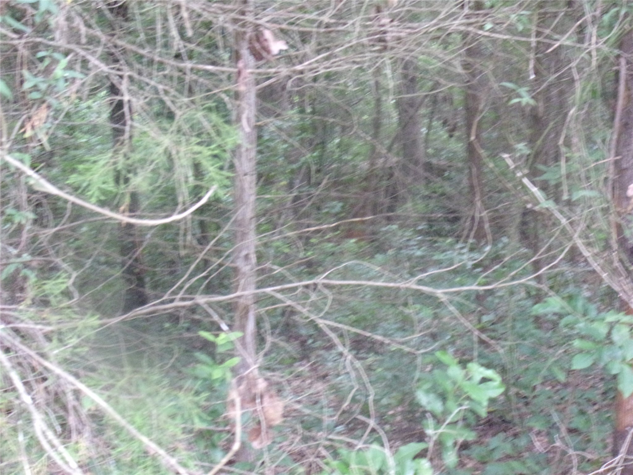 Tbd Holly Glen Murchison TX 75778