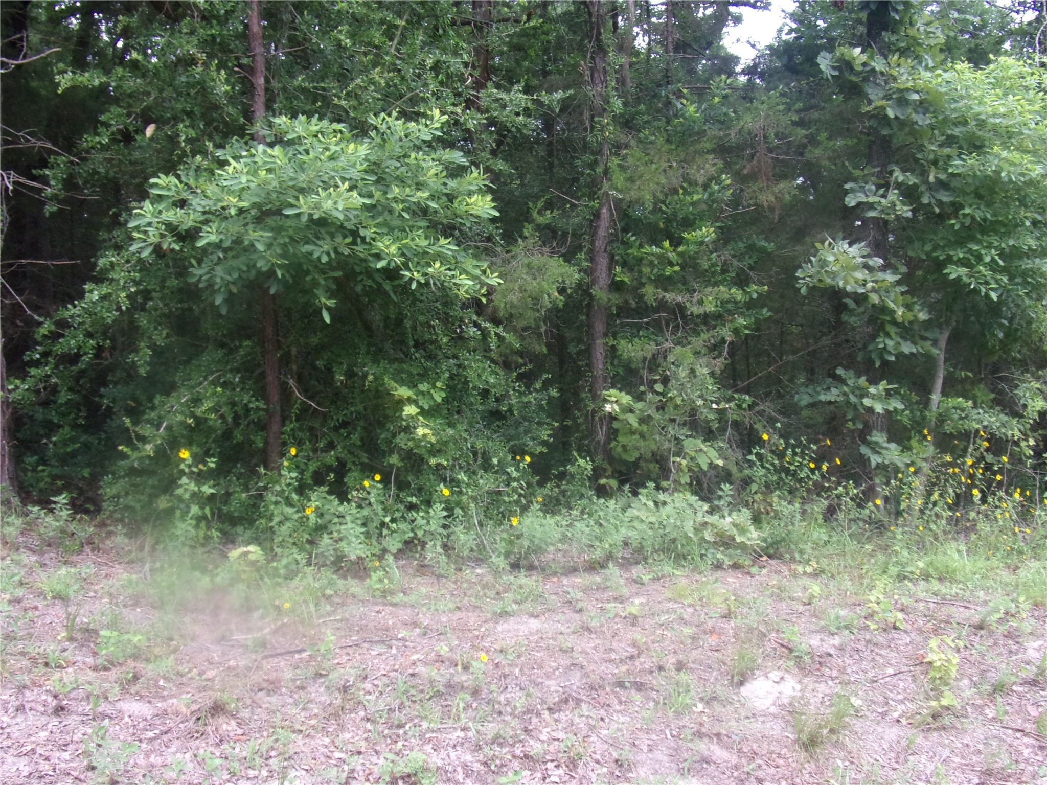 Tbd Holly Glen Murchison TX 75778