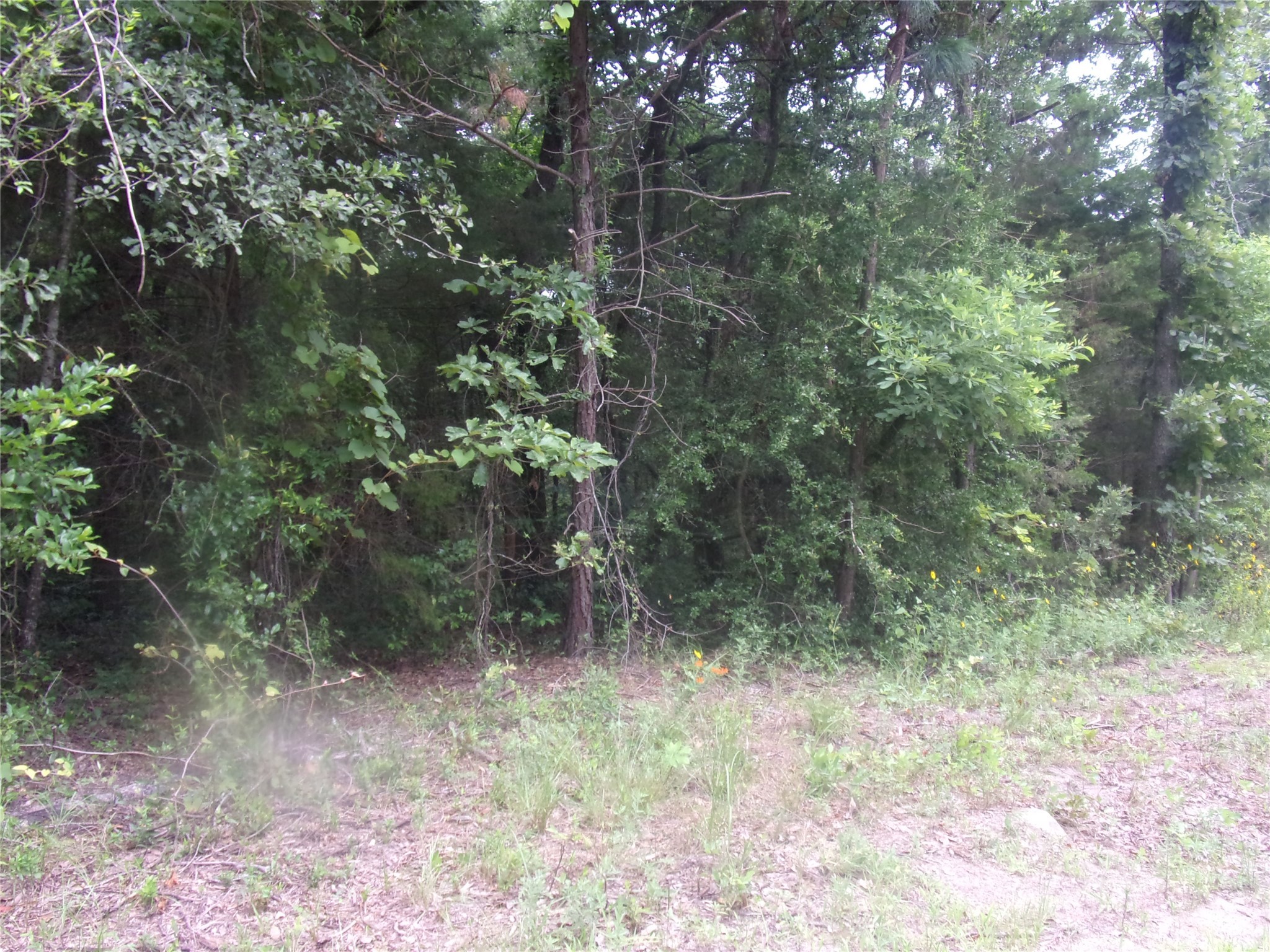 Tbd Holly Glen Murchison TX 75778