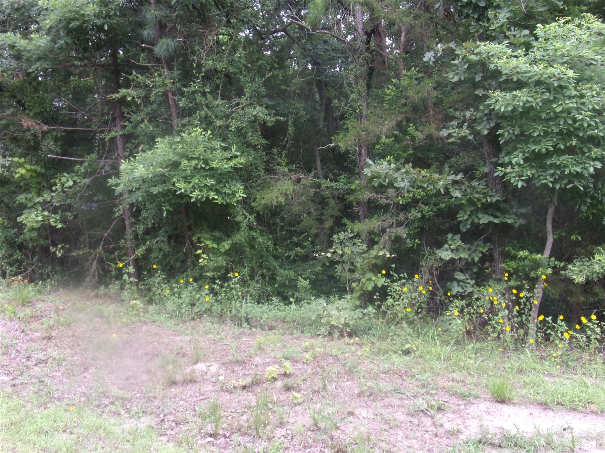 Tbd Holly Glen Murchison TX 75778
