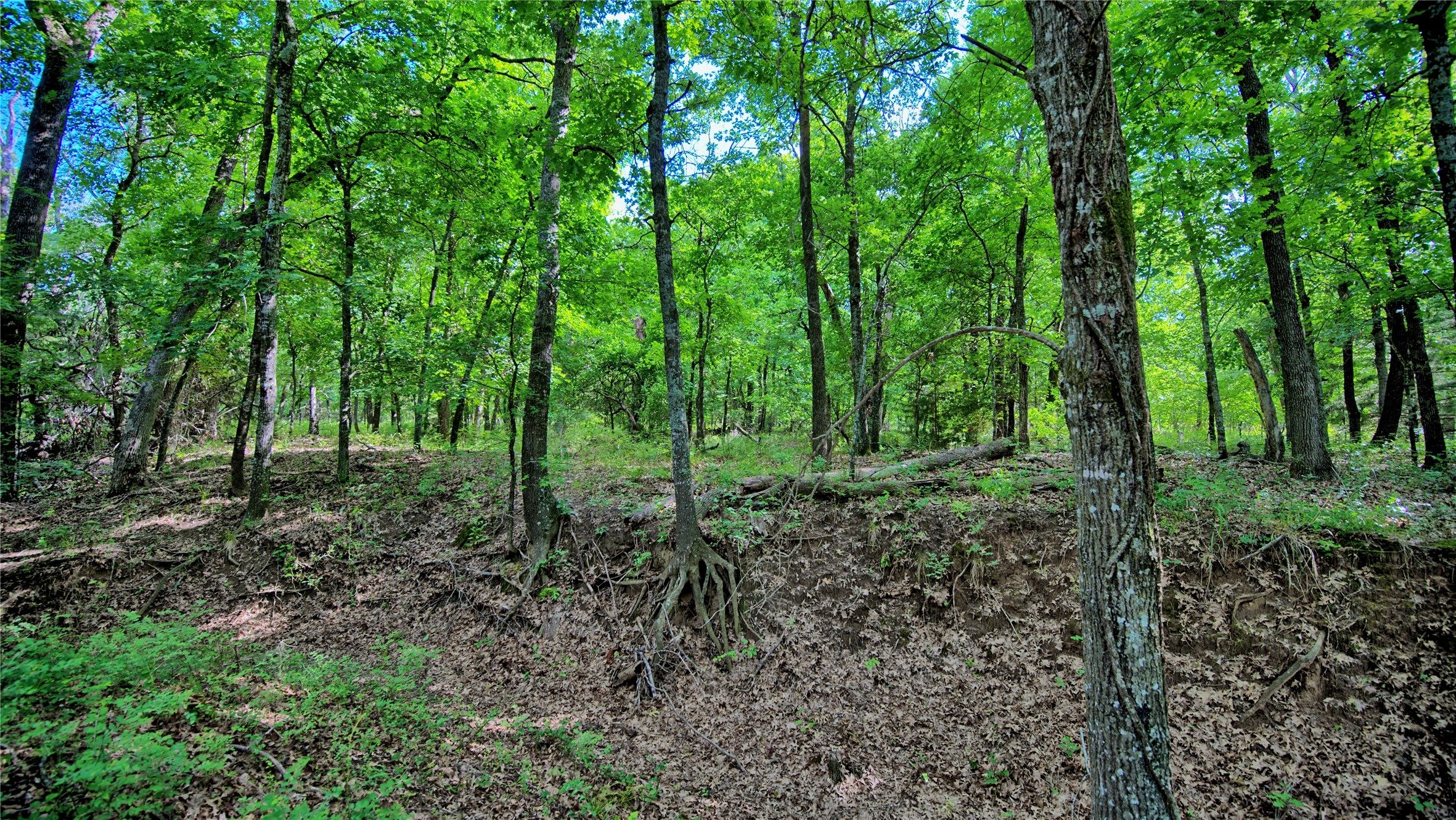 Tbd Oak Cove Court Bowie TX 76230