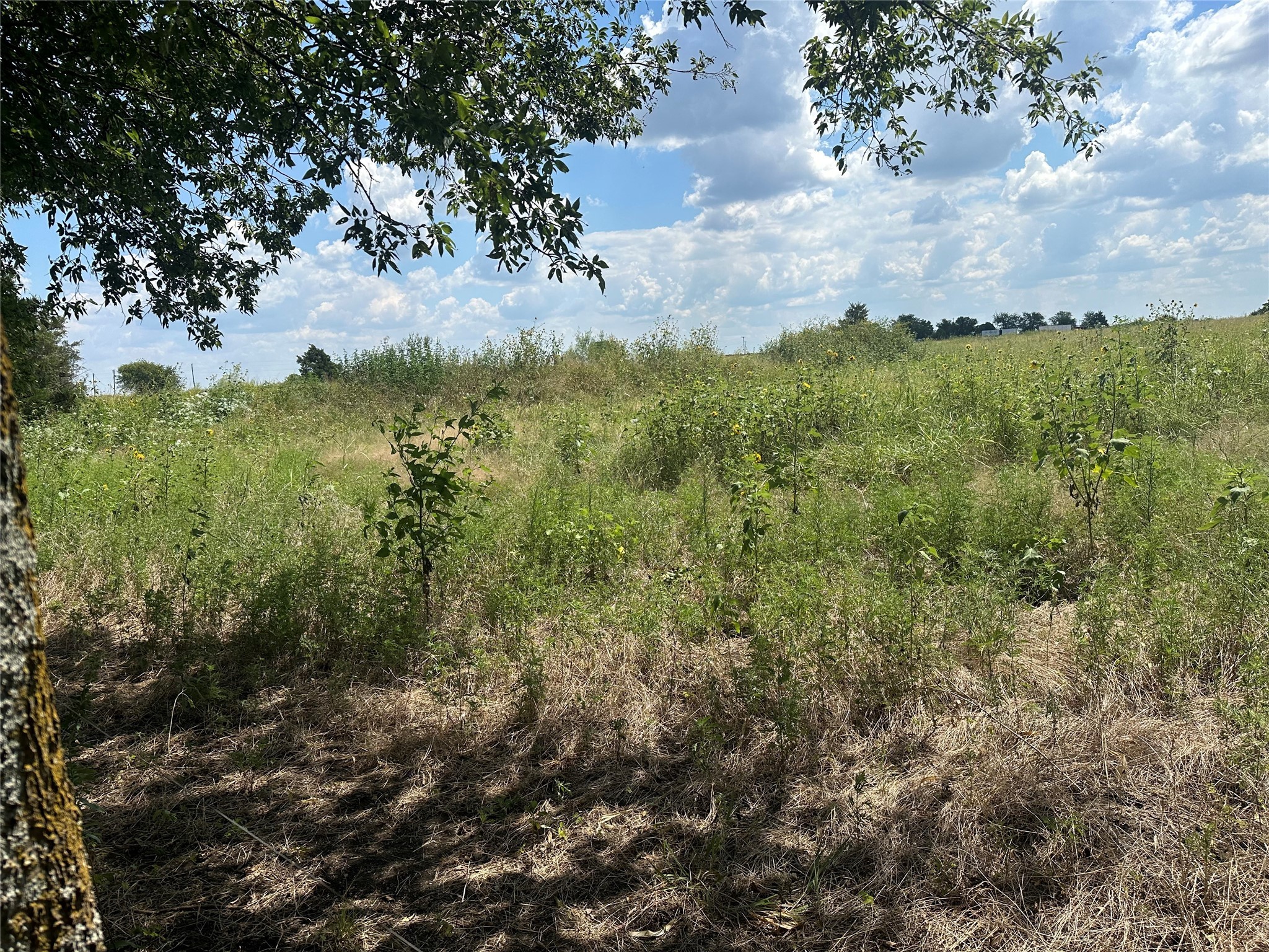 Lot 1 Rutledge Road Whitewright TX 75491