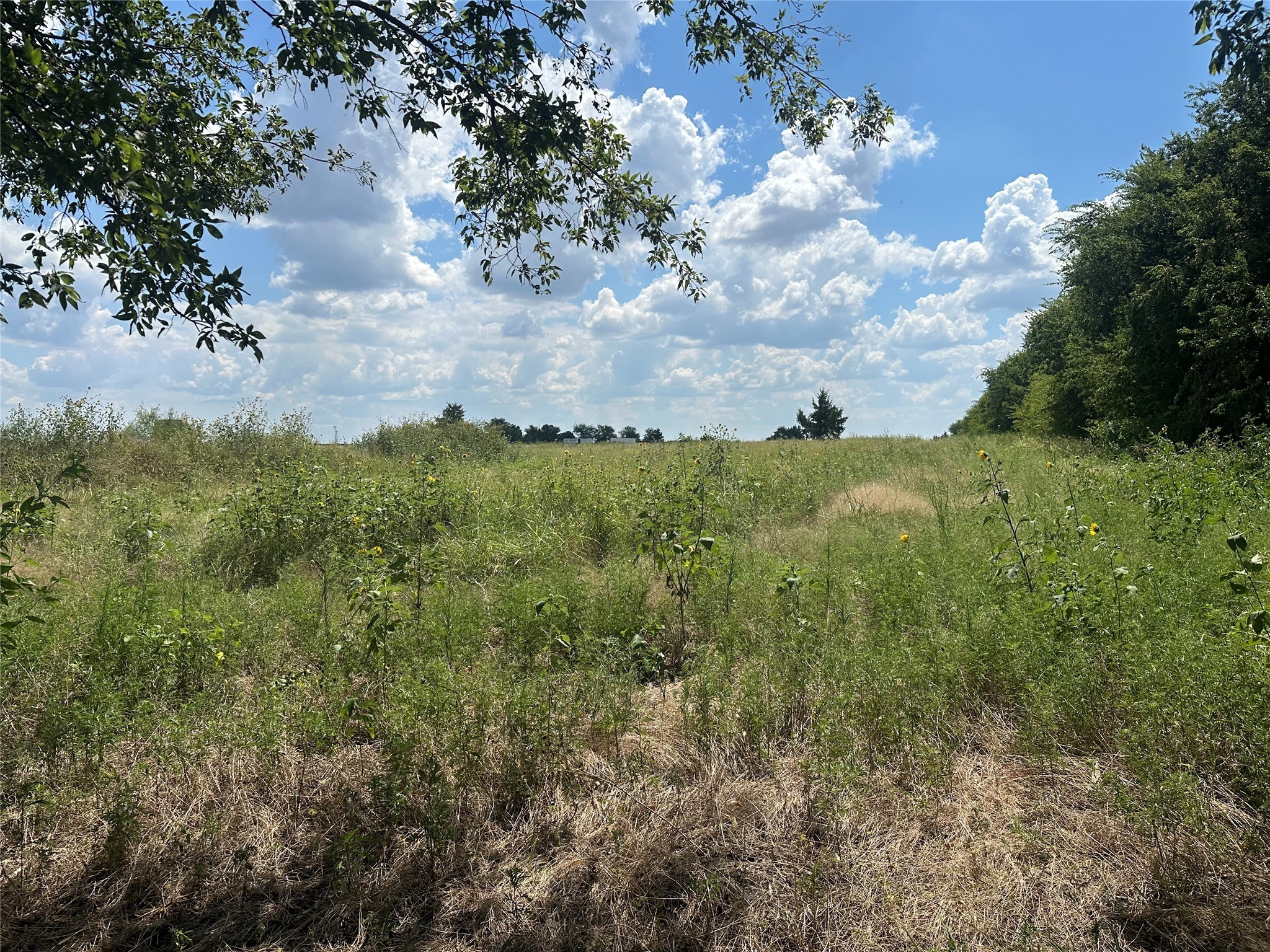 Lot 1 Rutledge Road Whitewright TX 75491