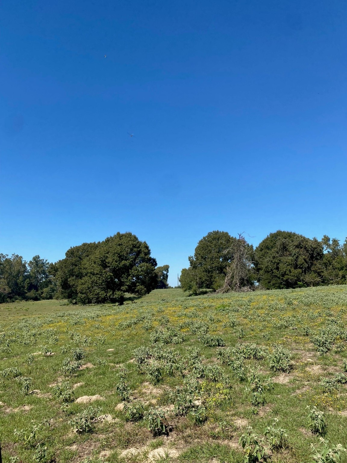 009 County Road 242 Oakwood TX 75855