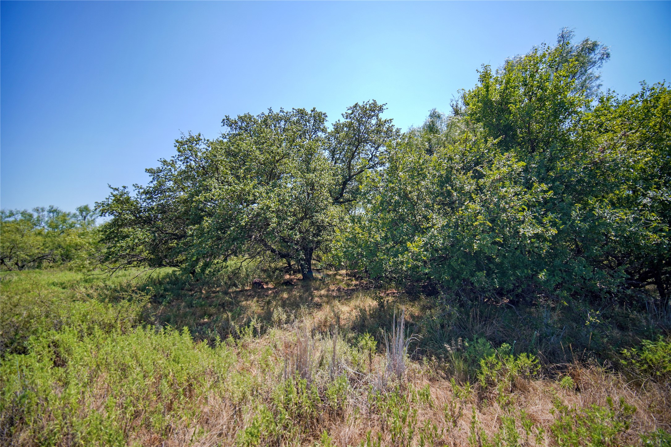 131.7 Acres Roney Road Jacksboro TX 76458