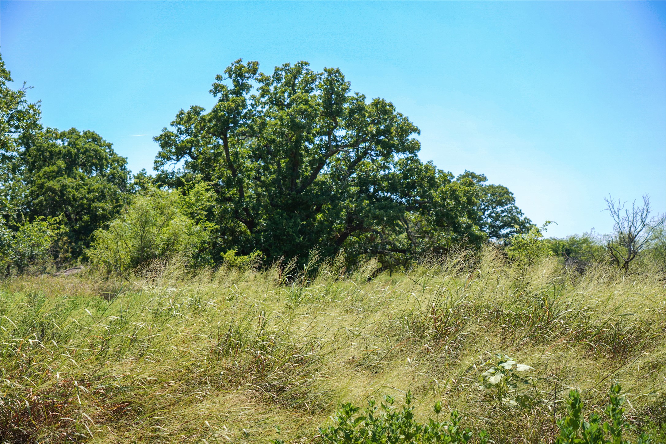 131.7 Acres Roney Road Jacksboro TX 76458