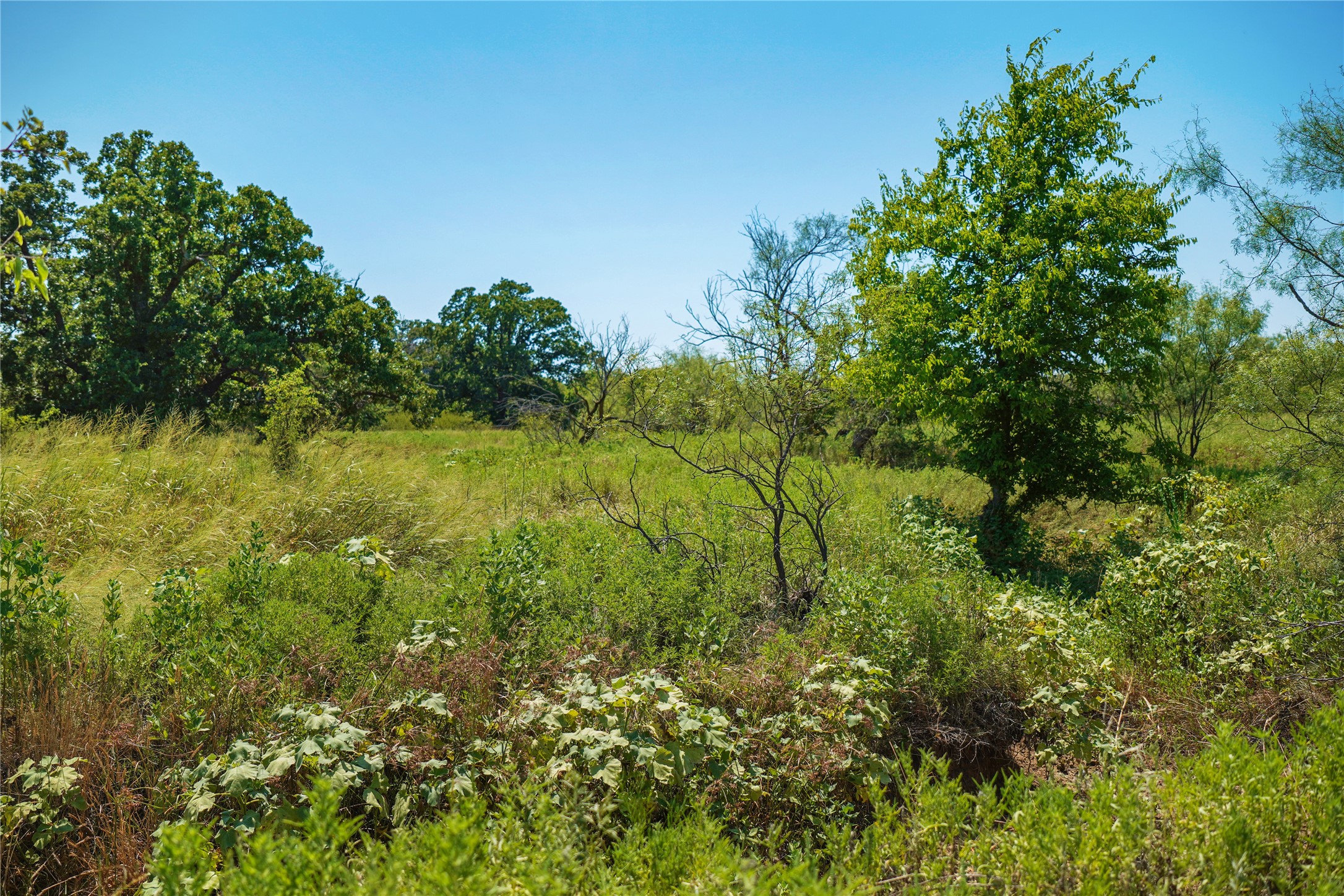 131.7 Acres Roney Road Jacksboro TX 76458