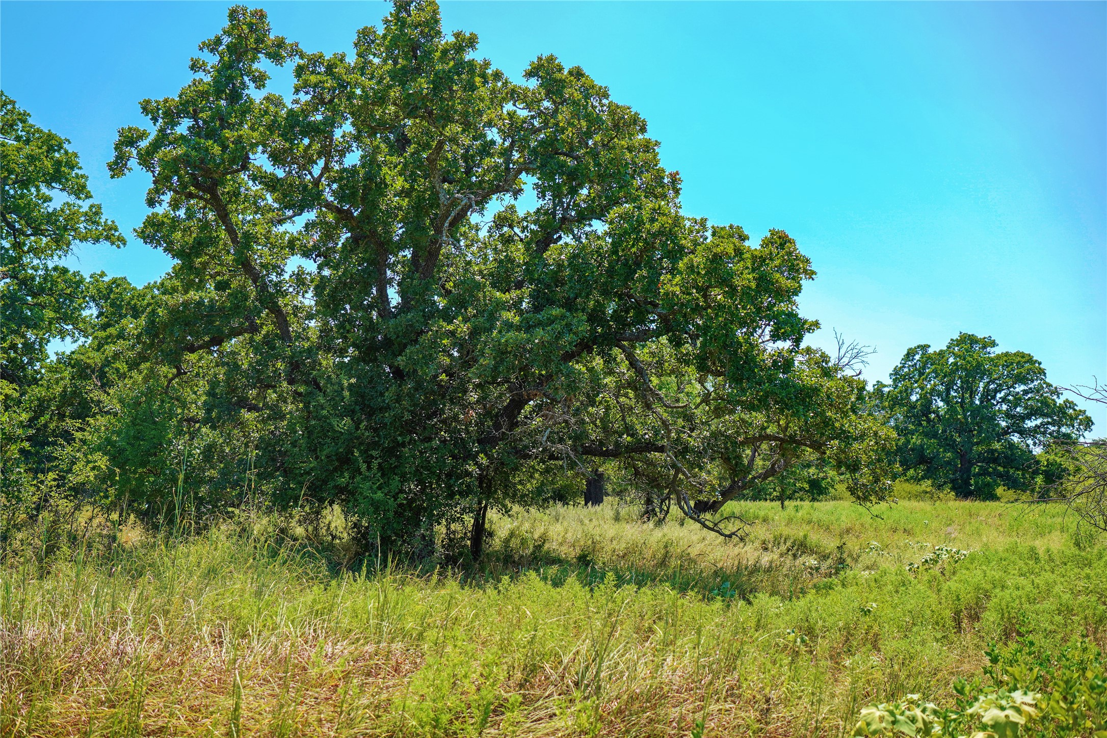 131.7 Acres Roney Road Jacksboro TX 76458