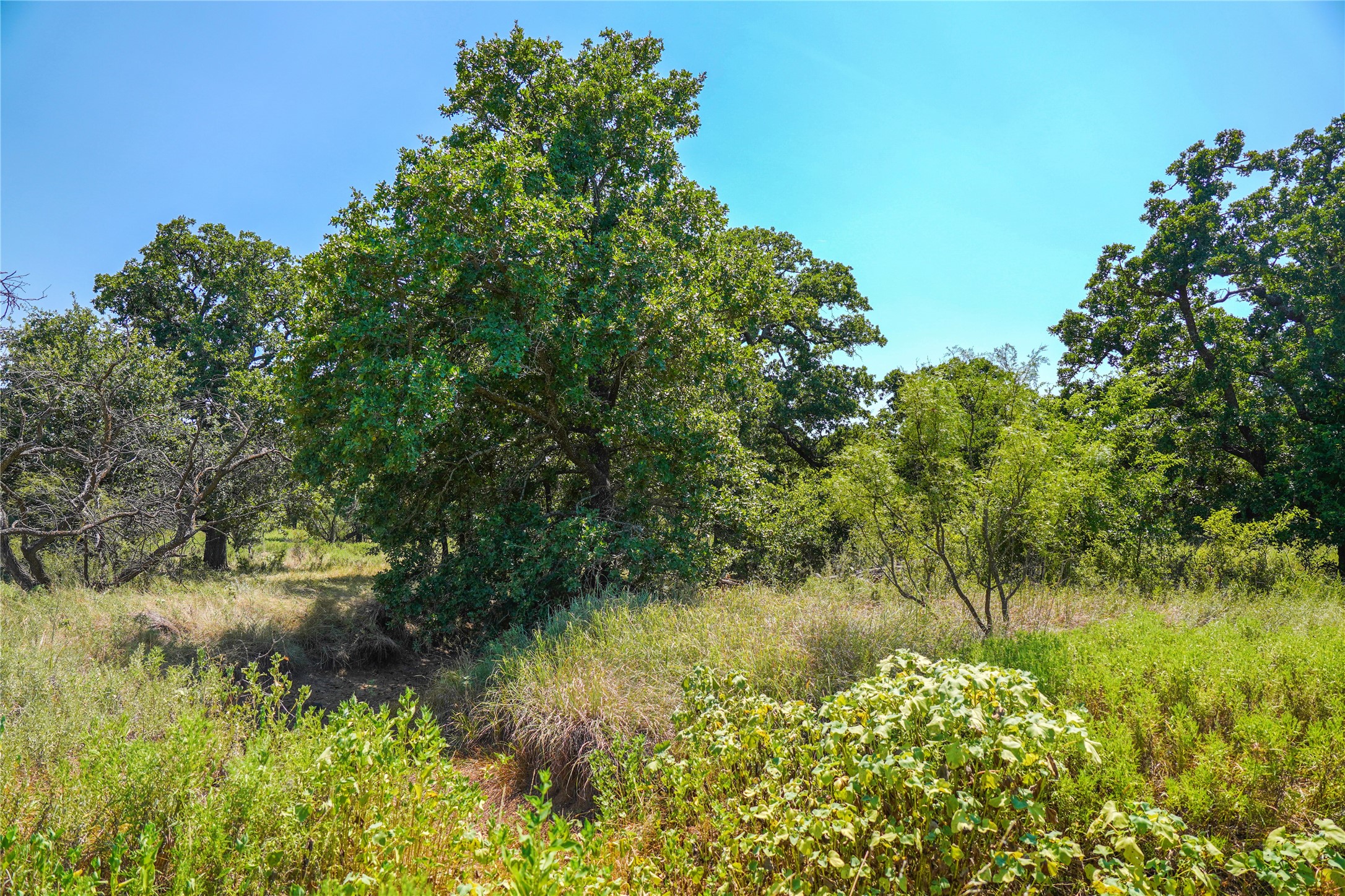 131.7 Acres Roney Road Jacksboro TX 76458