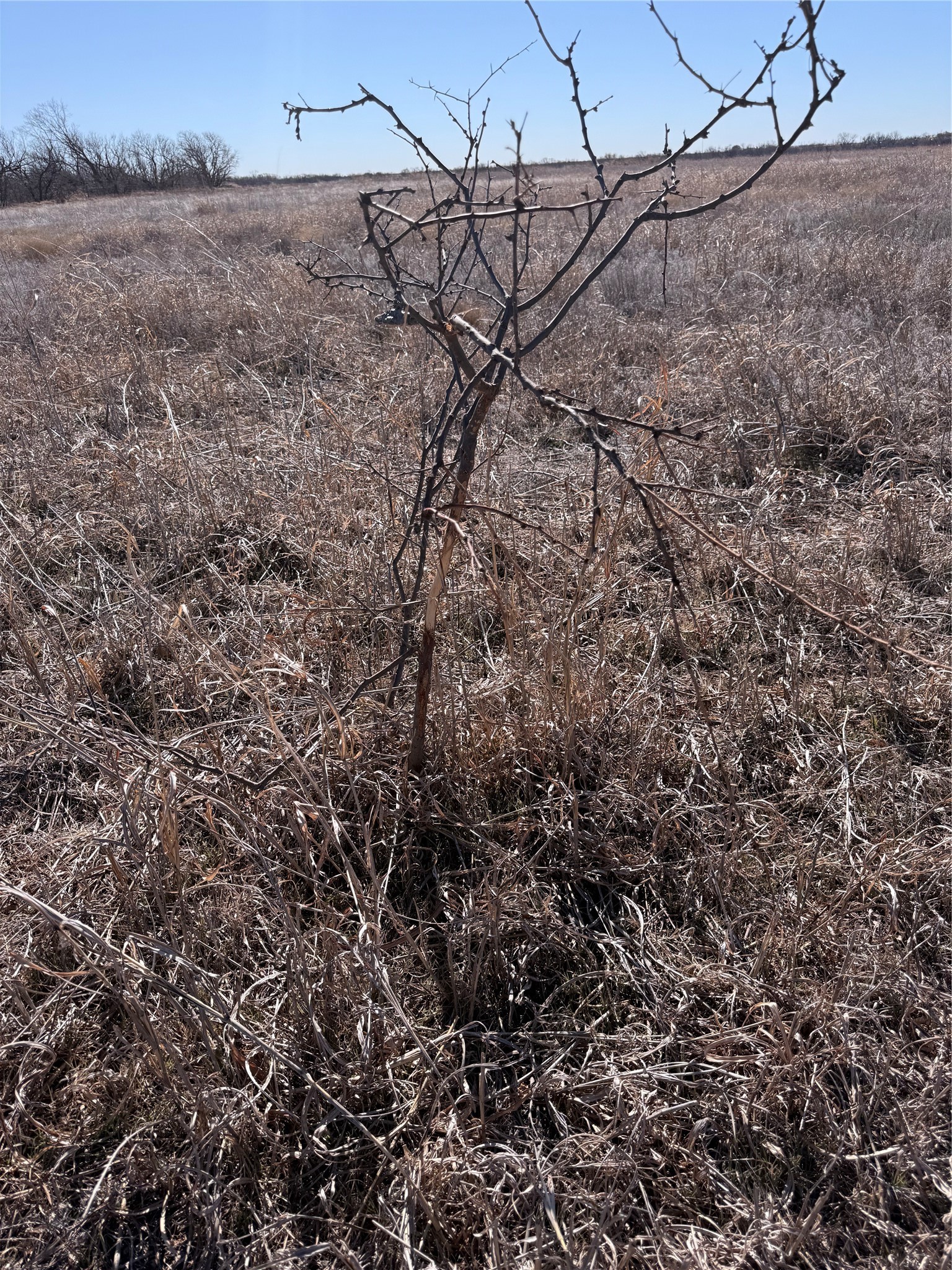 Tbd Fm Road 57 Road Sylvester TX 79560