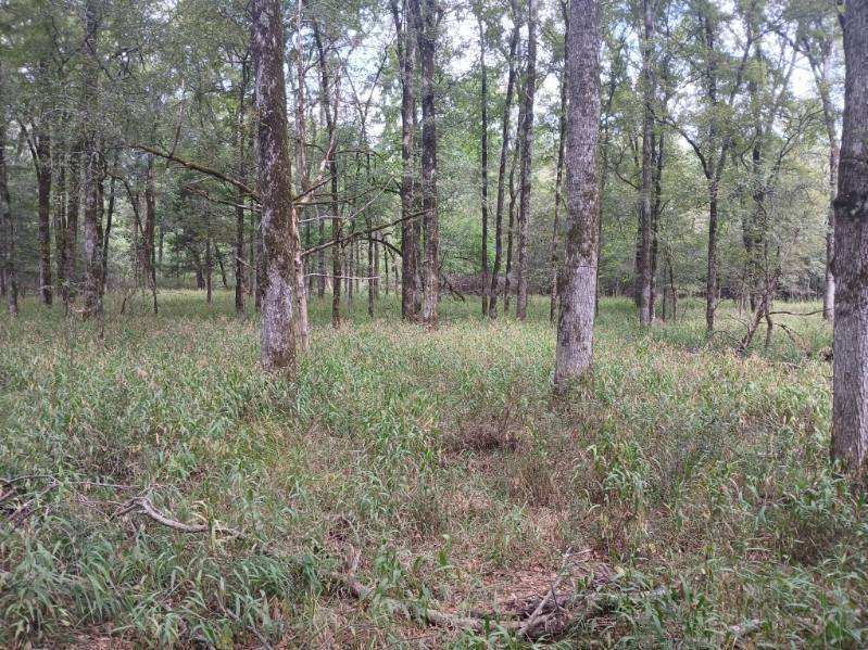 Tbd County Road 4700 Sulphur Springs TX 75482