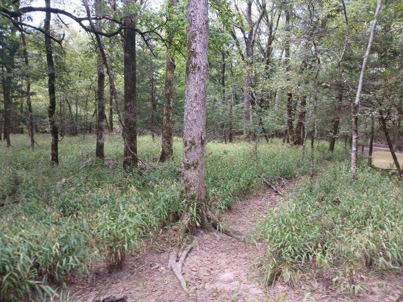 Tbd County Road 4700 Sulphur Springs TX 75482
