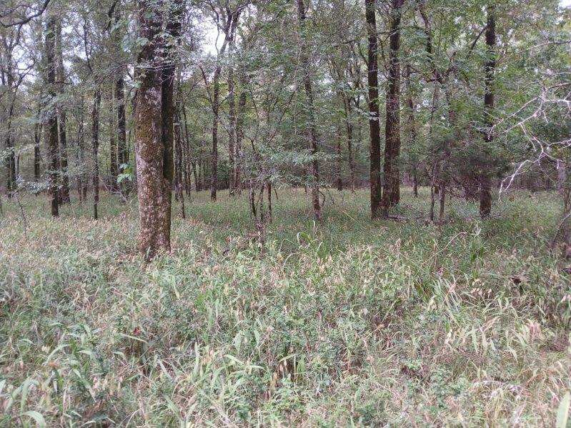 Tbd County Road 4700 Sulphur Springs TX 75482