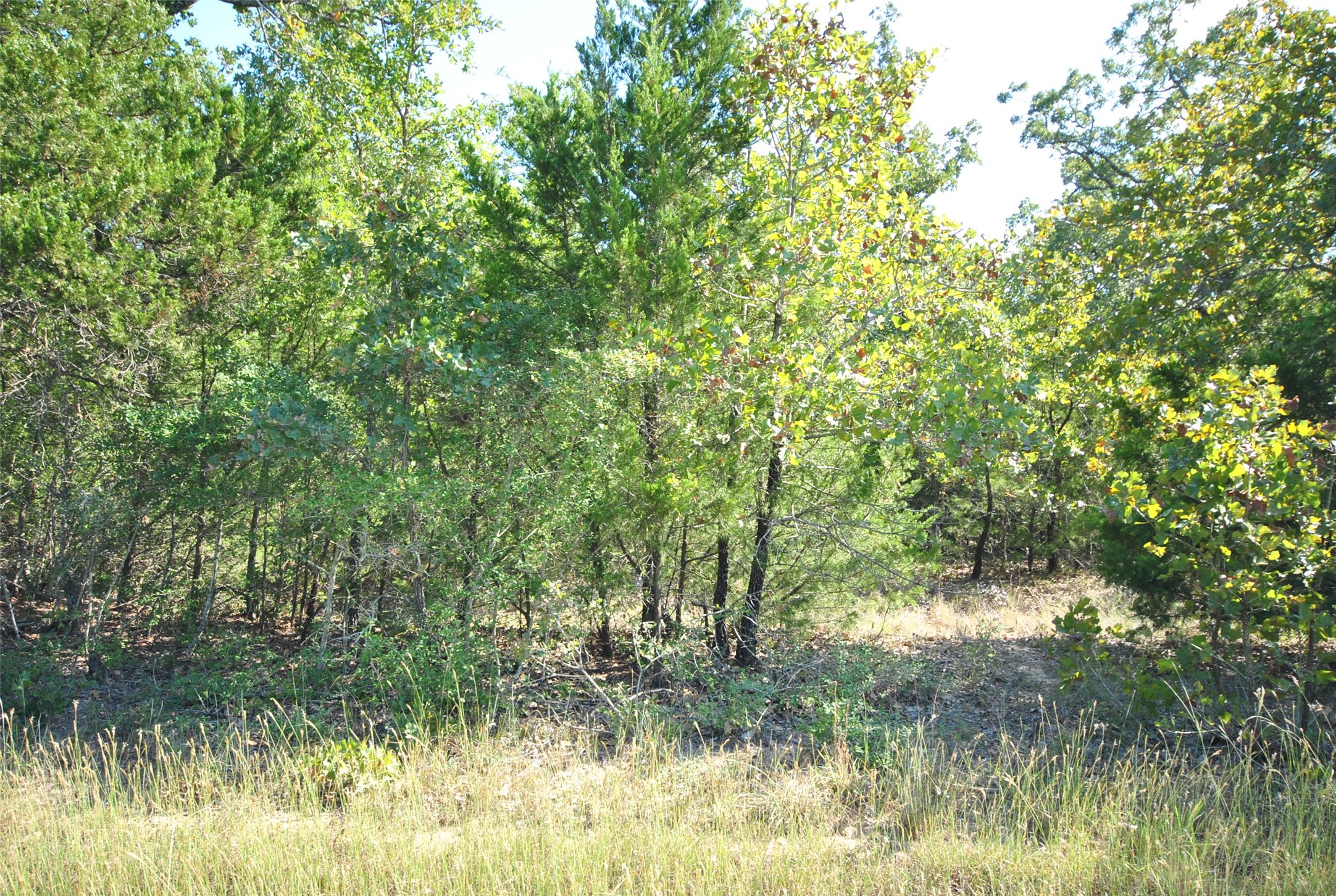 Lot 24 Lcr 910 Drive Jewett TX 75846