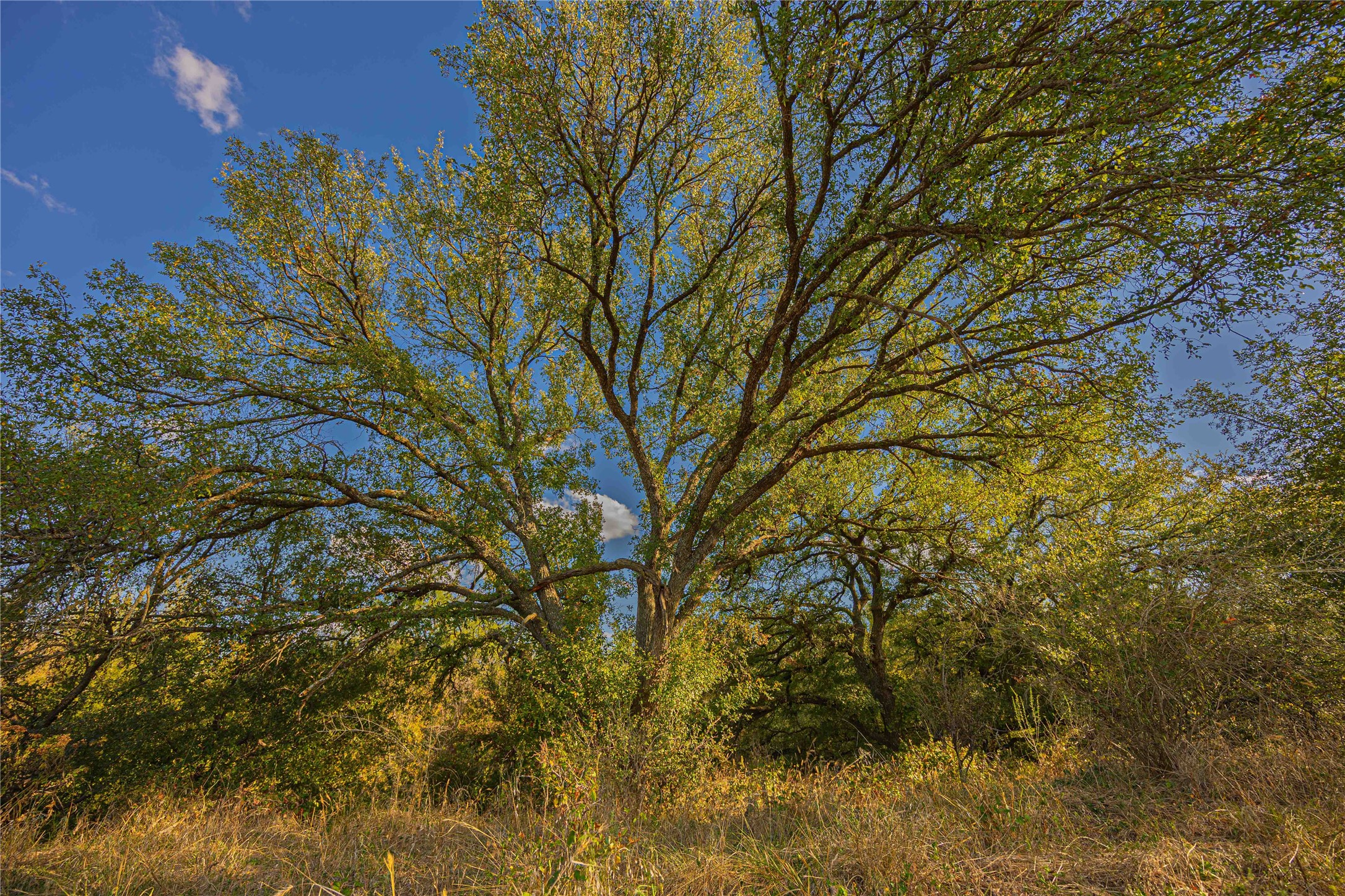 10579 Private Road 3151 Moran TX 76464