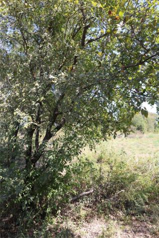 Tbd Lot 1 County Road 2005 Bonham TX 75418