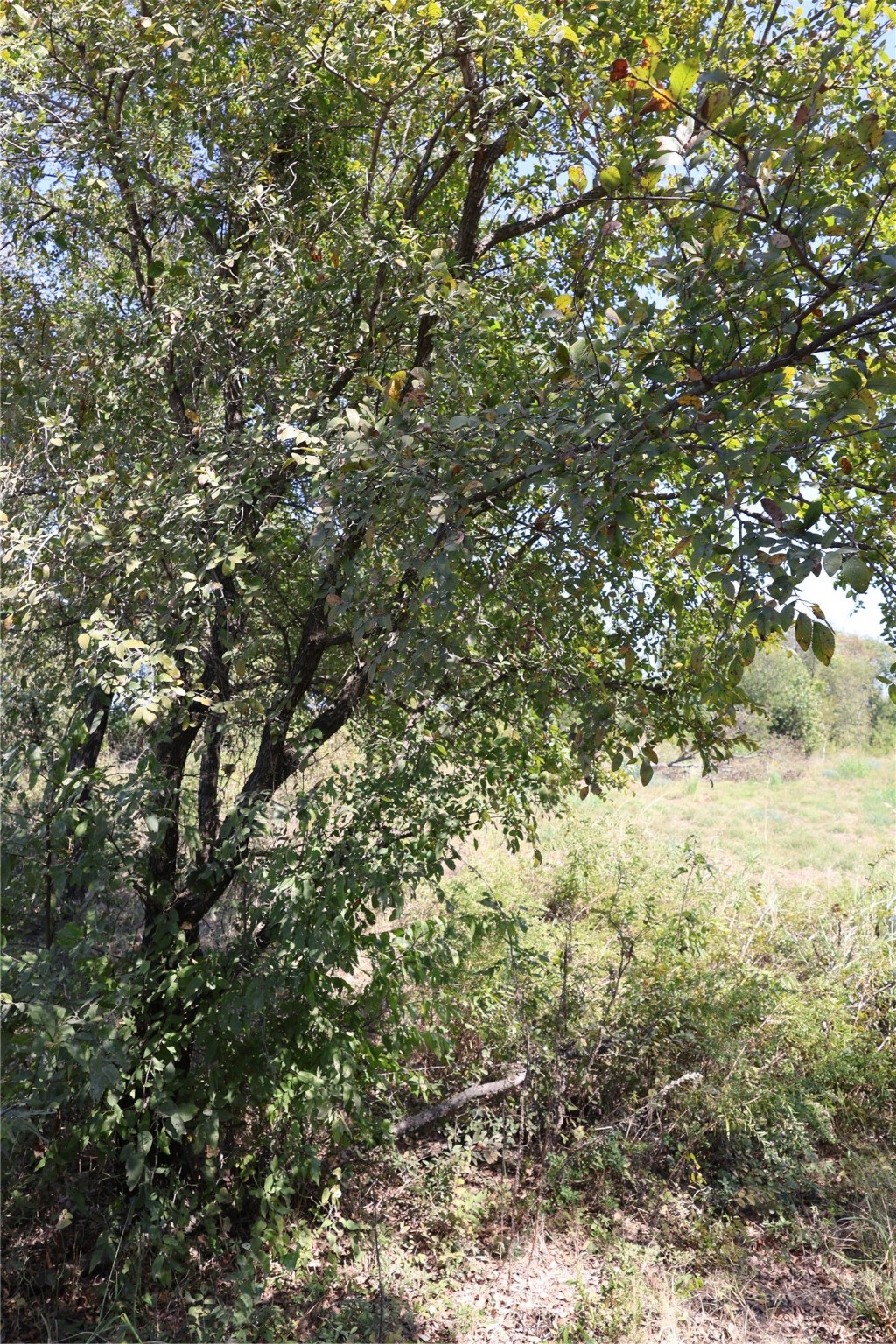 Tbd Lot 1 County Road 2005 Bonham TX 75418