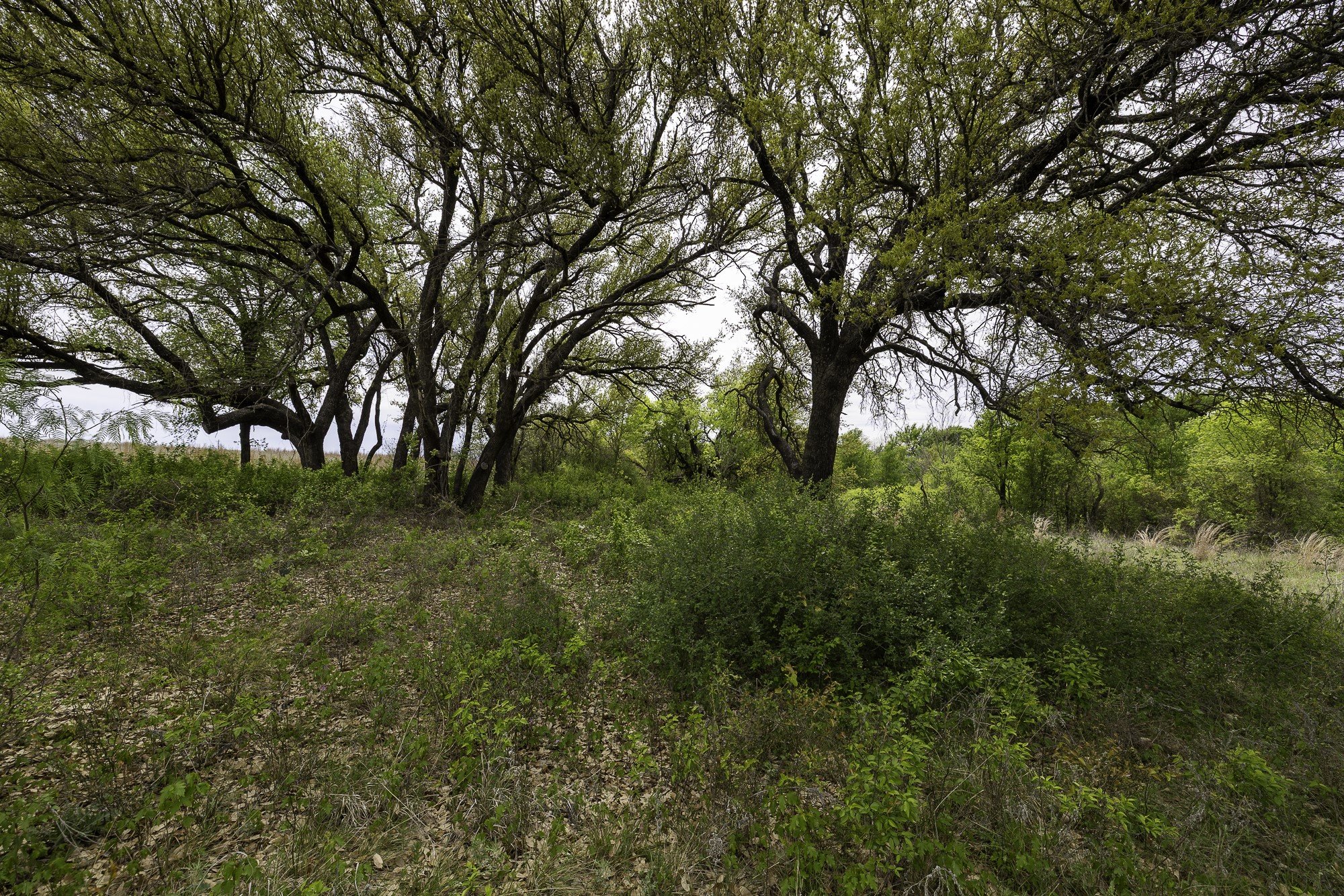 000 Mason Court Dublin TX 76446