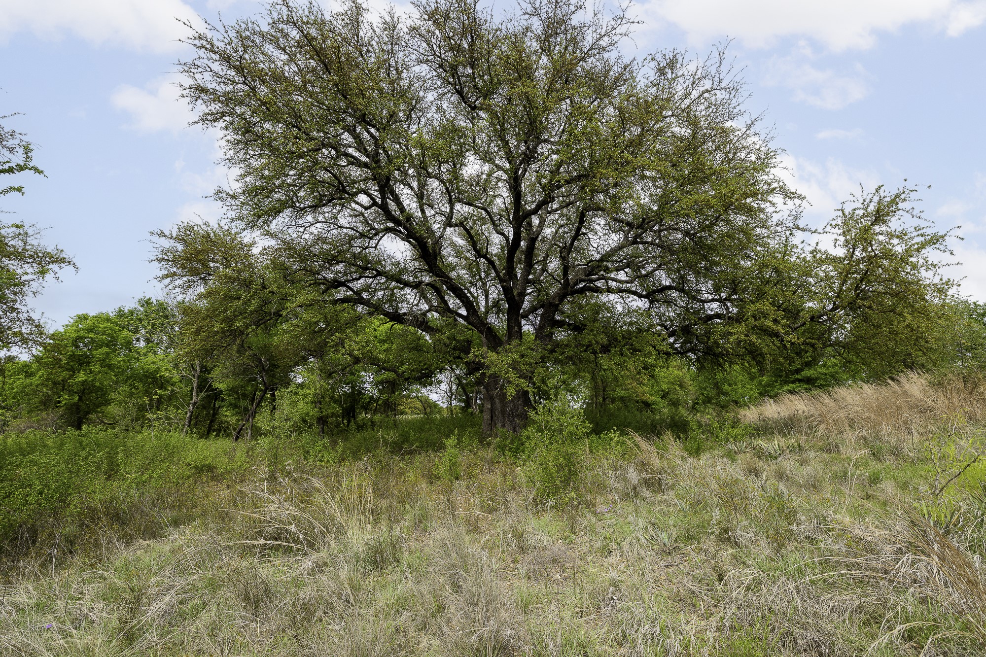000 Mason Court Dublin TX 76446